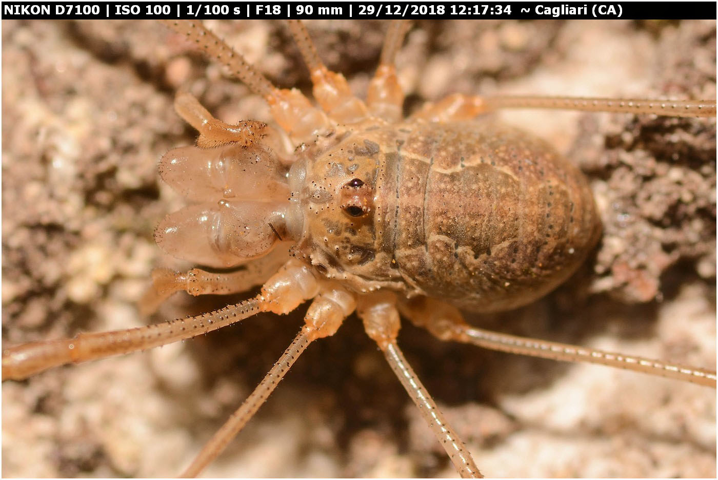 ♀ Phalangium targionii (Phalangiidae)